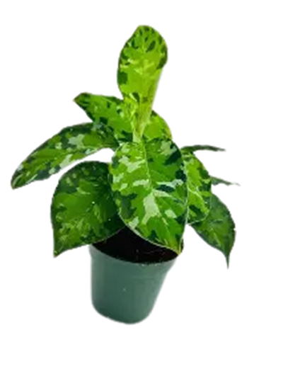 Pictum Tricolor